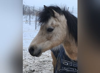 Welsh-B, Stute, 16 Jahre, 126 cm, Falbe