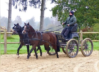 Welsh-B, Stute, 16 Jahre, 130 cm, Brauner