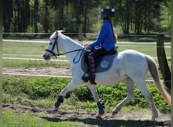 Welsh-B, Stute, 16 Jahre, 133 cm, Schimmel