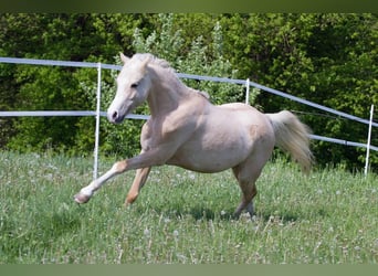 Welsh-B, Stute, 16 Jahre, 136 cm, Palomino