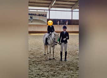 Welsh-B, Stute, 16 Jahre, 137 cm, Schimmel