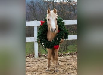 Welsh-B, Stute, 17 Jahre, 125 cm, Palomino