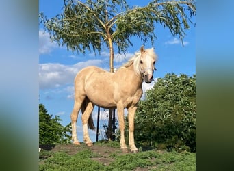 Welsh-B, Stute, 17 Jahre, 125 cm, Palomino