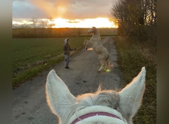 Welsh-B, Stute, 17 Jahre, 125 cm, Palomino