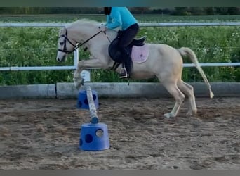 Welsh-B, Stute, 17 Jahre, 125 cm, Palomino