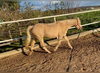 Welsh-B, Stute, 17 Jahre, 125 cm, Palomino