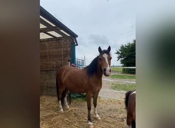 Welsh-B Mix, Stute, 17 Jahre