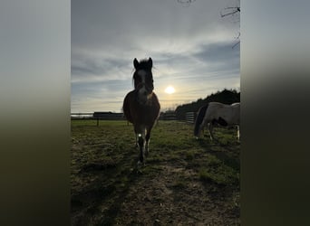 Welsh-B Mix, Stute, 17 Jahre