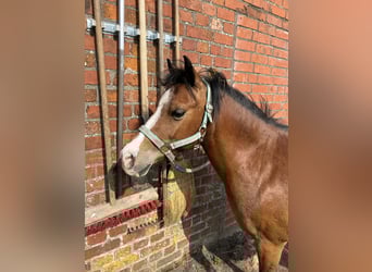 Welsh-B Mix, Stute, 17 Jahre