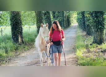 Welsh-B Mix, Stute, 18 Jahre, 140 cm, White