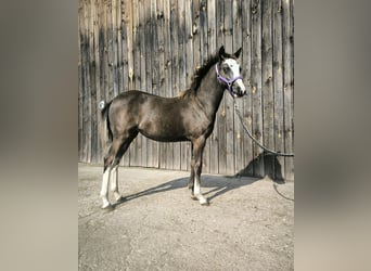 Welsh-B, Stute, 1 Jahr, Buckskin