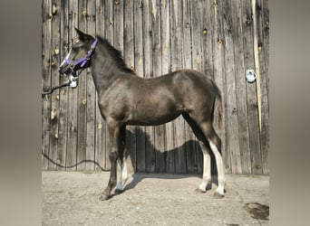 Welsh-B, Stute, 1 Jahr, Buckskin