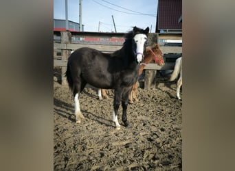 Welsh-B, Stute, 1 Jahr, Buckskin