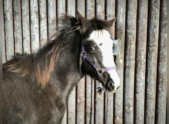 Welsh-B, Stute, 1 Jahr, Buckskin