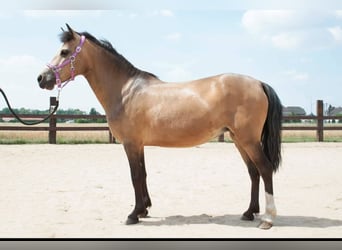 Welsh-B, Stute, 1 Jahr, Buckskin