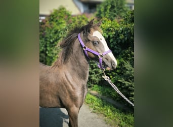 Welsh-B, Stute, 1 Jahr, Buckskin