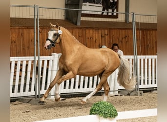 Welsh-B, Stute, 1 Jahr, Cremello