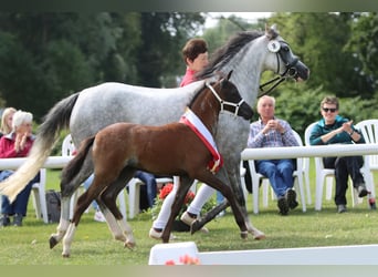 Welsh-B, Stute, 1 Jahr, Roan-Blue