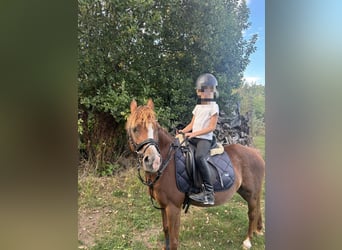 Welsh-B, Stute, 21 Jahre, 128 cm, Dunkelfuchs