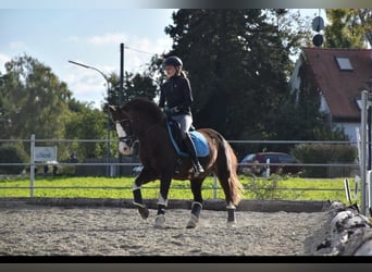 Welsh-B, Stute, 21 Jahre, 140 cm, Fuchs