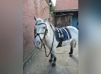 Welsh-B Mix, Stute, 25 Jahre, 135 cm, Braunfalbschimmel