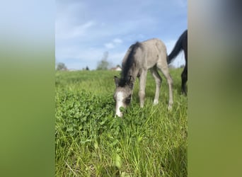 Welsh-B Mix, Stute, 2 Jahre, 110 cm
