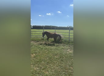 Welsh-B Mix, Stute, 2 Jahre, 115 cm, Buckskin