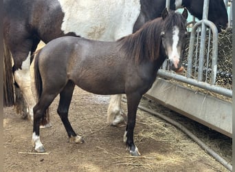 Welsh-B Mix, Stute, 2 Jahre, 115 cm, Buckskin