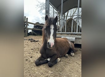 Welsh-B Mix, Stute, 2 Jahre, 115 cm, Buckskin