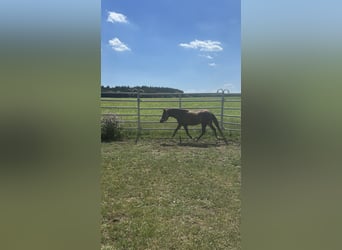 Welsh-B Mix, Stute, 2 Jahre, 115 cm, Buckskin