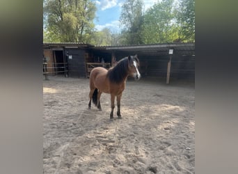 Welsh-B Mix, Stute, 2 Jahre, 122 cm, Brauner