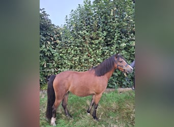 Welsh-B Mix, Stute, 2 Jahre, 125 cm, Brauner