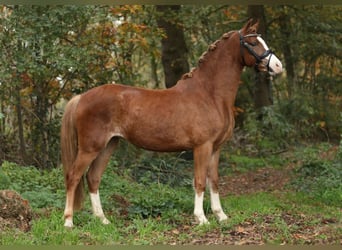 Welsh-B, Stute, 2 Jahre, 133 cm, Fuchs