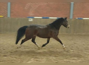 Welsh-B, Stute, 3 Jahre, 123 cm, Dunkelbrauner