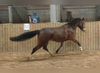 Welsh-B, Stute, 3 Jahre, 123 cm, Dunkelbrauner