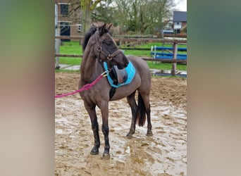 Welsh-B, Stute, 3 Jahre, 125 cm, Rappe