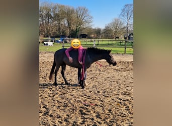 Welsh-B, Stute, 3 Jahre, 125 cm, Rappe