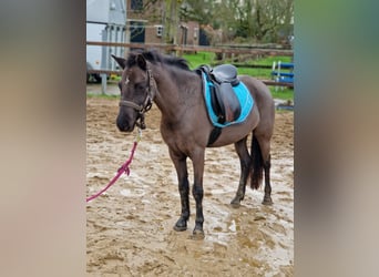 Welsh-B, Stute, 3 Jahre, 125 cm, Rappe