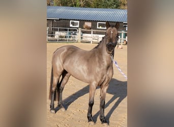 Welsh-B, Stute, 3 Jahre, 125 cm, Rappe