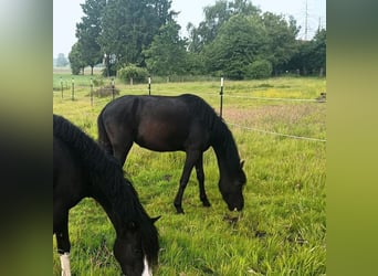 Welsh-B, Stute, 3 Jahre, 128 cm, Rappe