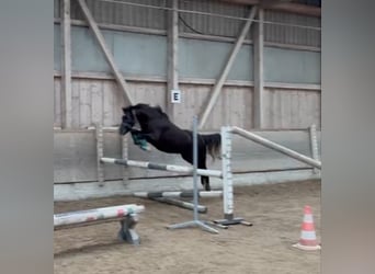 Welsh-B, Stute, 3 Jahre, 130 cm, Rappe