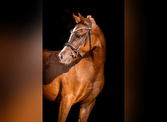 Welsh-B, Stute, 3 Jahre, 132 cm, Fuchs