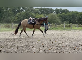 Welsh-B, Stute, 3 Jahre, 133 cm, Falbe