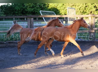 Welsh-B, Stute, 3 Jahre, 133 cm, Fuchs