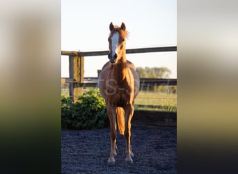 Welsh-B, Stute, 3 Jahre, 133 cm, Fuchs