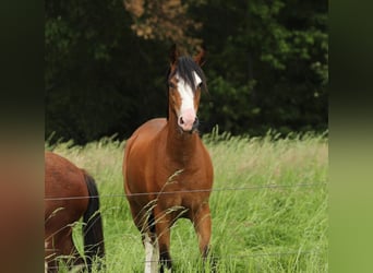 Welsh-B, Stute, 3 Jahre, 134 cm, Brauner