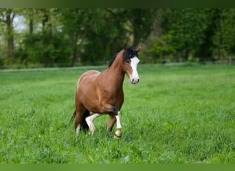 Welsh-B, Stute, 3 Jahre, 134 cm, Brauner