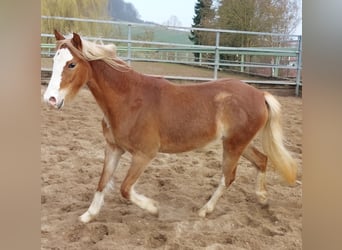Welsh-B, Stute, 3 Jahre, 134 cm, Fuchs
