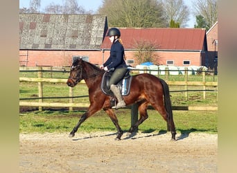 Welsh-B Mix, Stute, 3 Jahre, 135 cm, Brauner