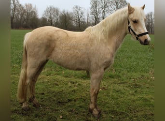 Welsh-B, Stute, 3 Jahre, Palomino